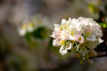 White flowers bloom in the trees. Spring landscape with blooming sakura tree. Beautiful blooming garden on a sunny day. Copy space for text.
