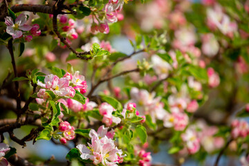 Spring blooming sakura trees. Pink flowers Sakura Spring landscape with blooming pink tree. Beautiful sakura garden on a sunny day.Beautiful concept of romance and love with delicate flowers.
