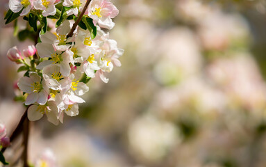 Fototapeta premium White flowers bloom in the trees. Spring landscape with blooming sakura tree. Beautiful blooming garden on a sunny day. Copy space for text.