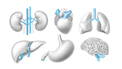 Set of internal human organ white and blue icon. stomach, kidney, liver, brain, heart and lungs - obrazy, fototapety, plakaty