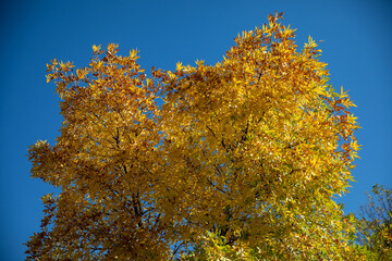 autumn leaves on blue sky