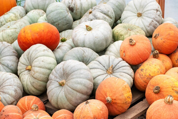 different skins, colors, shapes and sizes of pumpkins, autumn harvest time, preparing for Halloween