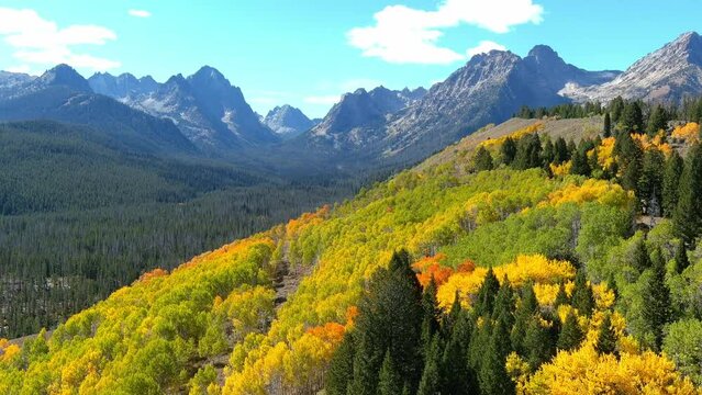 Autumn colored aspen forest in the Idaho wilderness
