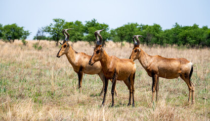 Naklejka na ściany i meble Red hartebeest photographed in South Africa. 