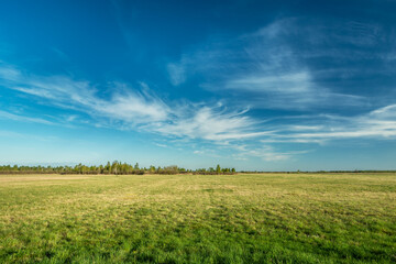 Fototapeta na wymiar Spring meadow to the horizon and white clouds on the sky