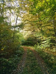 Herbstwald
