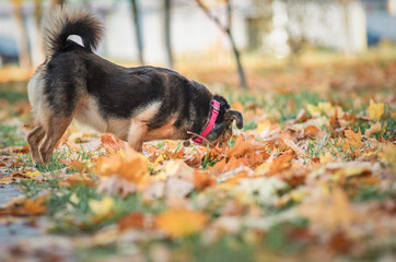 A beautiful mongrel on a walk in the fallen leaves.