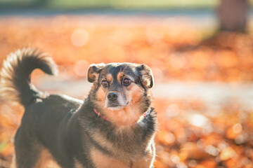 A beautiful mongrel on a walk in the fallen leaves.