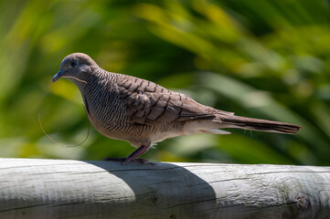Zebra dove, Geopelia striata, collecting twigs for nest amongst palm leaves, GRSE, Mauritius