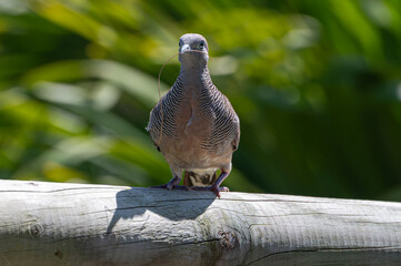 Zebra dove, Geopelia striata, collecting twigs for nest amongst palm leaves, GRSE, Mauritius