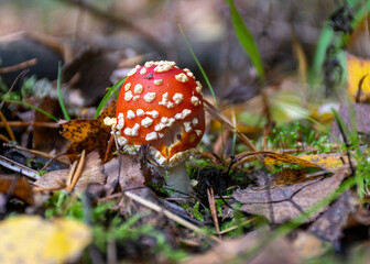Beautiful fly agaric or red amanita mushroom in the forest. amanita muscaria, commonly known as the fly agaric or fly amanita, is a mushroom and psychoactive basidiomycete fungus