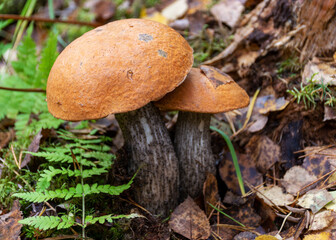 autumn mushrooms in the forest, grass and moss background, edible mushrooms