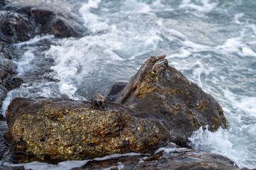Crabs sitting on rocks while waves hit