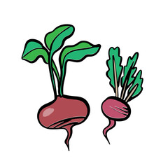Vector beet. Red beetroot with leaves whole and cut isolated on white background, collection of vector illustrations