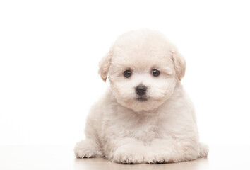 image of dog white background 