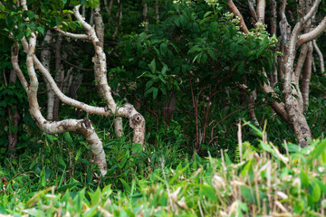 forest landscape of the island of Kunashir, twisted trees among the undergrowth of dwarf bamboo