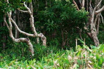 Naklejka na ściany i meble forest landscape of the island of Kunashir, twisted trees among the undergrowth of dwarf bamboo