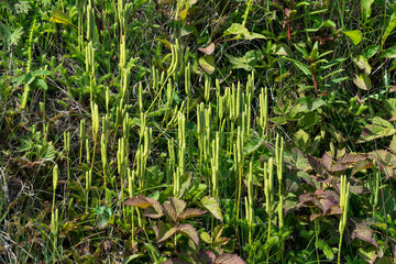 club moss sprouts among the grass