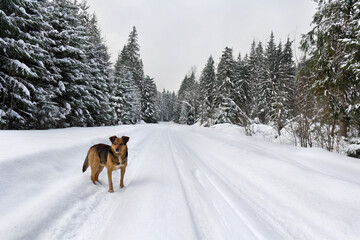 Dog on road after blizzard in spruce winter forest