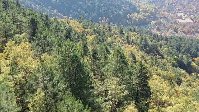 Tree tops against sunny sky. Pine forest is 
lake view. drone shoot,mountain