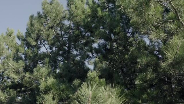 Tree tops against sunny sky. Pine forest is 
lake view. drone shoot,mountain