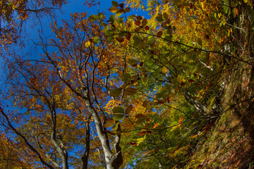 Pure nature in Romania