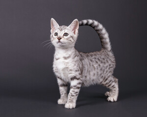 Photo of a white and black spotted kitten standing.