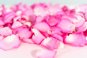 Rose petals