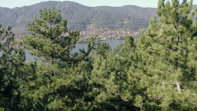Tree tops against sunny sky. Pine forest is 
lake view. drone shoot,mountain