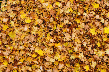 Autumn forest ground background. Golden yellow leaves on the ground. Fall season path in a park texture. Dry vibrant leaf organic landscape. Orange earth backdrop.