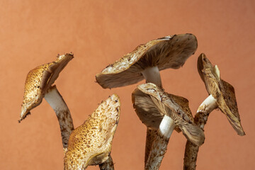 Close-up of wild mushrooms on an orange background. Blur and selective focus. copy space.