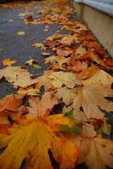 autumn leaves in the park