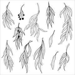Illustration of willow twigs. Set of branches with leaves. Contour vector illustration. © BarvArt