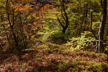 Trees