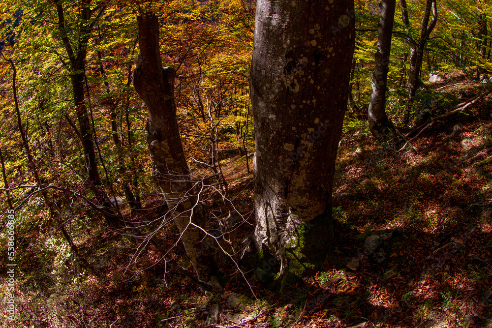 Wall mural Autumn colors