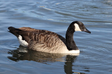 Canada Goose (Branta canadensis) Out on the lake in the mid morning sun
