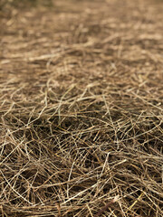 close up of straw
