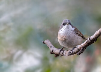A Lesser White throat resting on a tree
