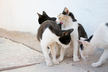 colonia de gatos callejeros se acicalan después de comer