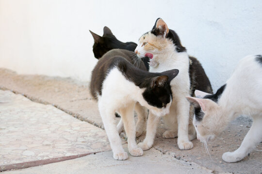 colonia de gatos callejeros se acicalan despu&eacute;s de comer