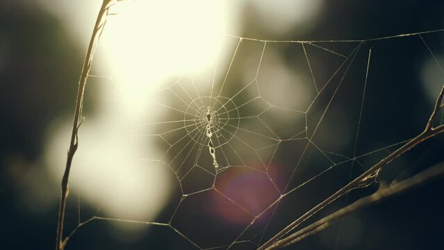 Spider in the center of the web, Spider weaves a web. Beautiful spider web view through the sun