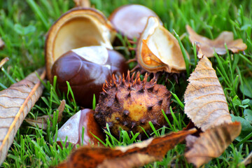 Close-up of chestnuts and colorful leaves on the grass as a symbol of late autumn in the weather