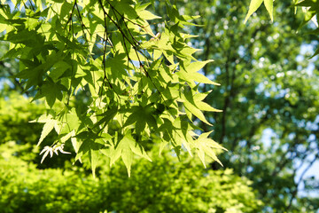 Young green spring Japanese maple leaves, sunlight showing through.   Kyoto Japan
