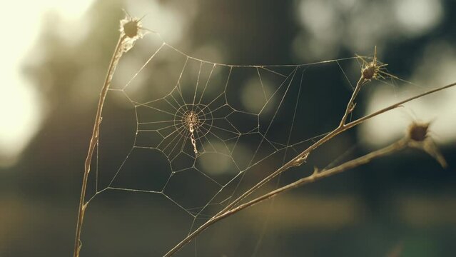 Spider in the center of the web, Spider weaves a web. Beautiful spider web view through the sun
