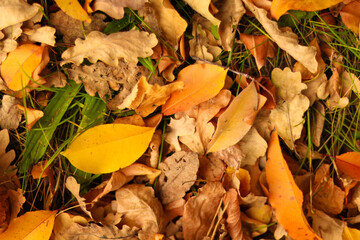 Golden autumn among the trees