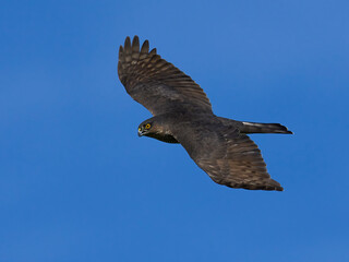 Eurasian sparrowhawk (Accipiter nisus)