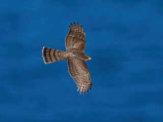 Eurasian sparrowhawk (Accipiter nisus)