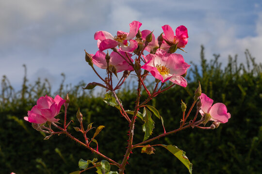 Rosa rosy cushion, flowerss and buds of the shrub rose rosy cushion against a blurred background