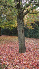 Fototapeta na wymiar Un arbre autour d'un tapis épais de feuilles mortes, début saison d'automne, dans un parc naturel et de verdure, paysage sympathique et cycle naturel