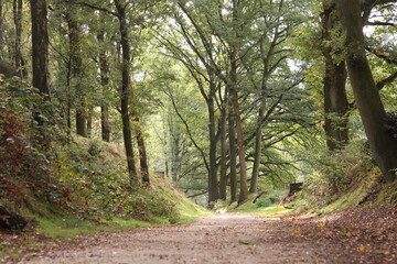 Forest path in autumn